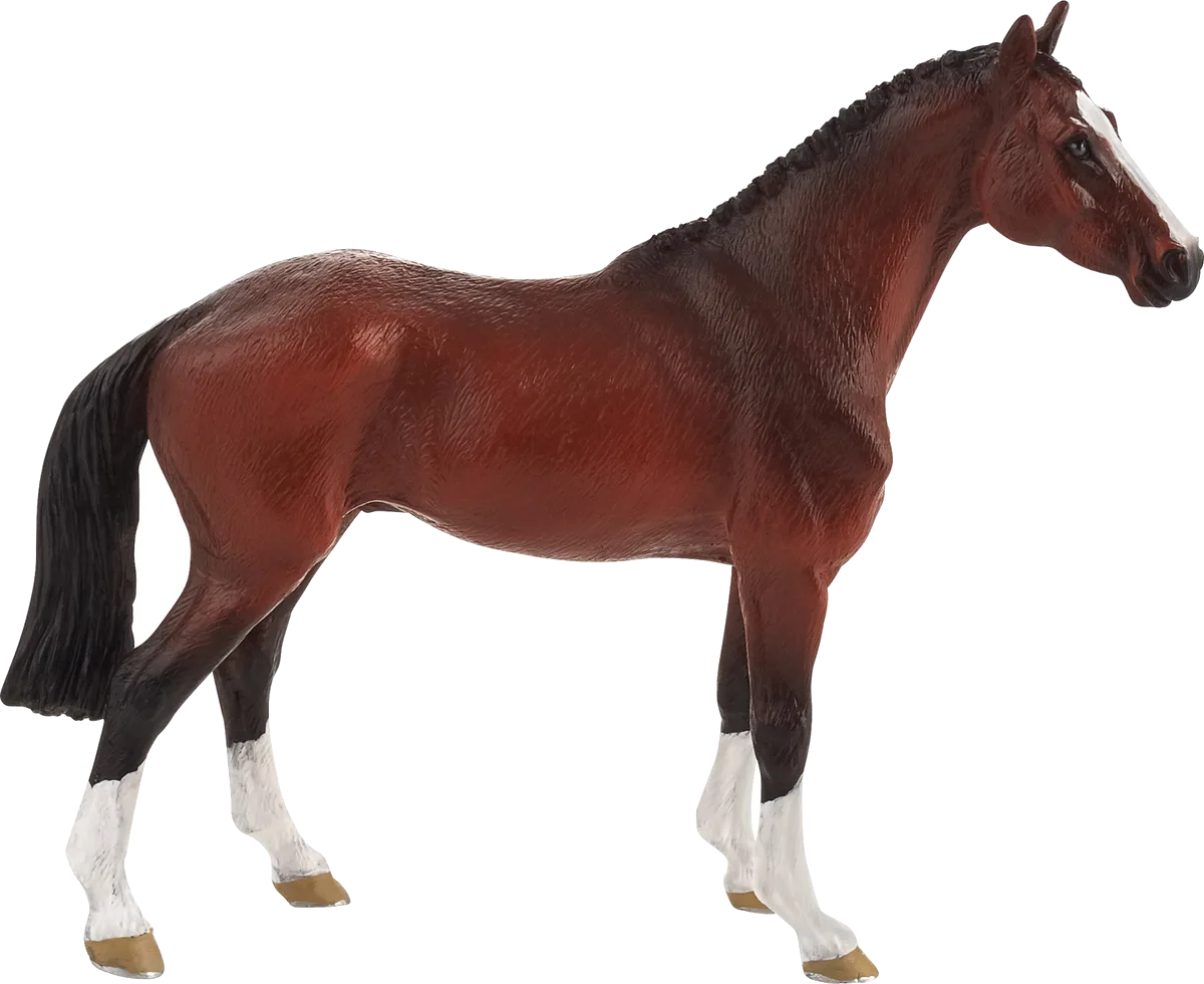 Mojo Dutch Warmblood Horse - image 1