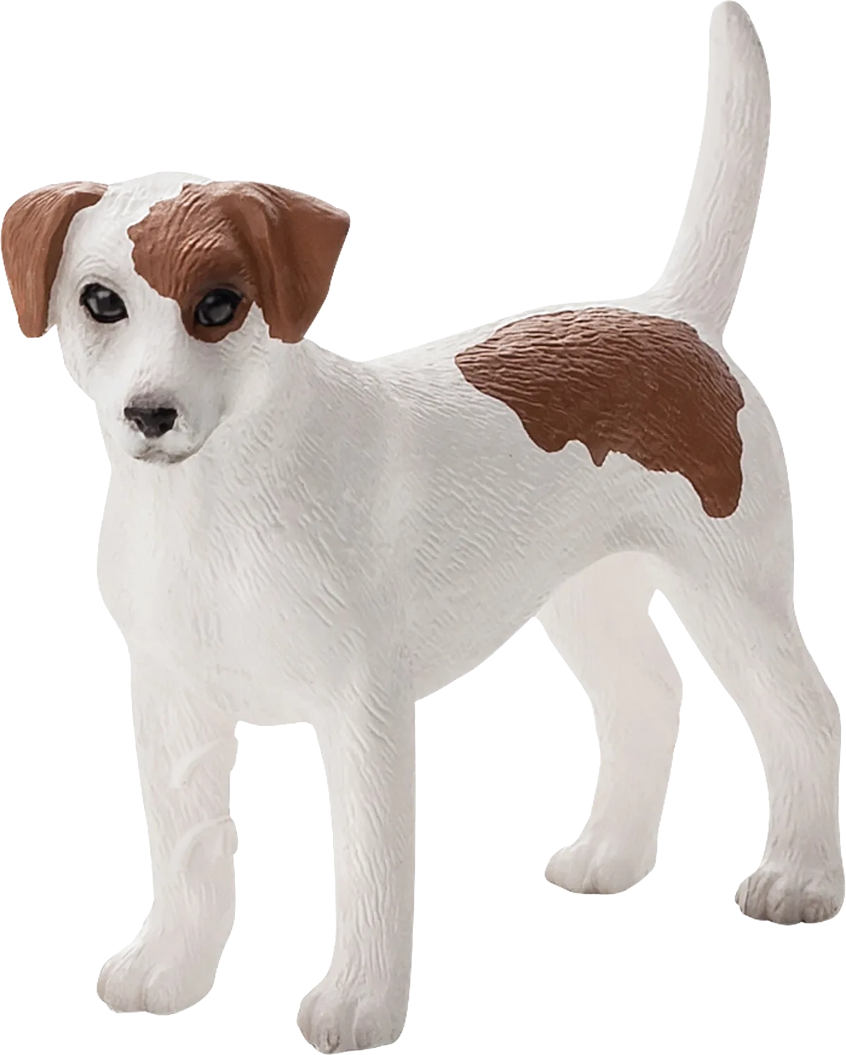 Mojo Jack Russell Terrier - image 1