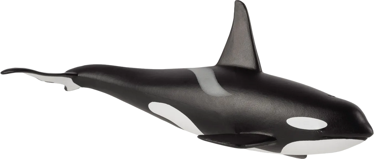 Mojo Killer Whale Male - image 1